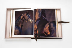Horses From Saudi Arabia