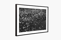 Las Flores - Black and White