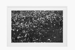 Las Flores - Black and White