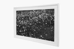 Las Flores - Black and White