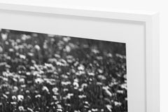 Las Flores - Black and White
