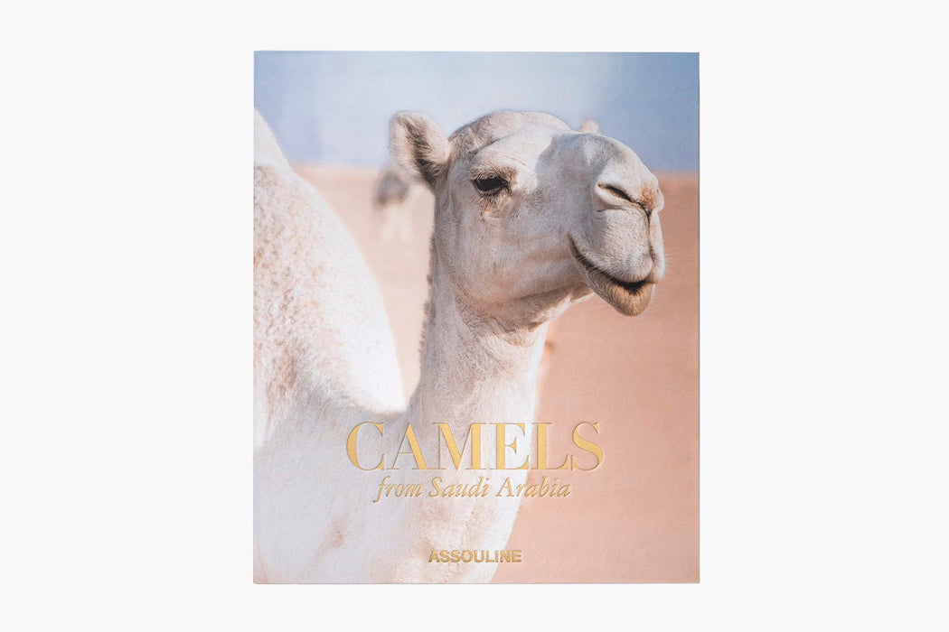 Camels From Saudi Arabia