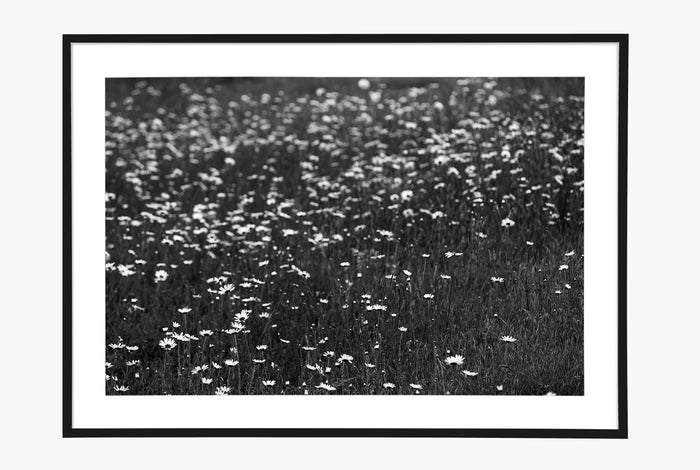 Las Flores - Black and White